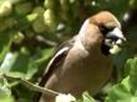 Hawfinch