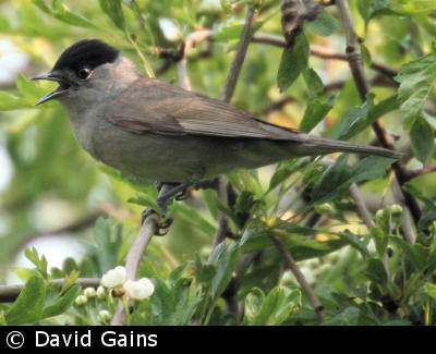 Blackcap