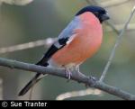 Bullfinch