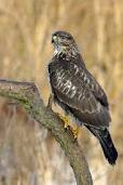 Buzzard