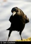 Carrion Crow