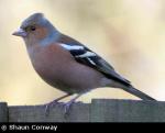 Chaffinch