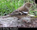 Chaffinch