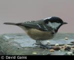 Coal Tit