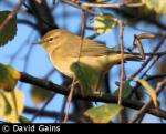 Chiffchaff