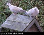 Collared Dove