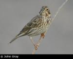 Corn Bunting