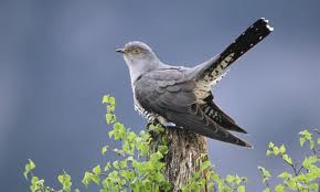 Cuckoo