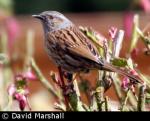 Dunnock