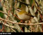 Firecrest