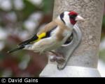 Goldfinch