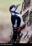 Great Spotted Woodpecker