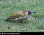 Green Woodpecker