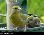 Greenfinch