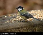 Great Tit