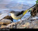 Grey Wagtail