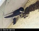 House Martin