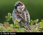 House Sparrow