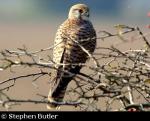 Kestrel