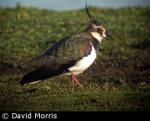 Lapwing