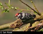 Lesser Spotted Woodpecker