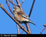 Linnet