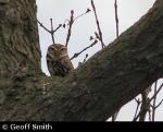 Little Owl