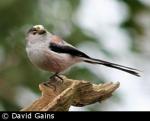 Long-tailed Tit