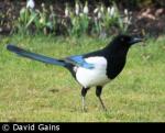 Magpie