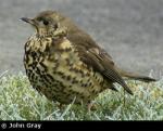 Mistle Thrush