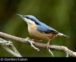 Nuthatch