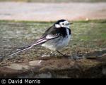 Pied Wagtail