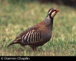 Red Legged Partridge