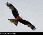 Red Kite