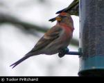 Redpoll