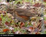 Redwing