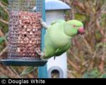 Ring Necked Parakeet