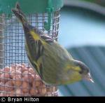 Siskin