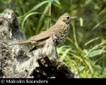 Song Thrush