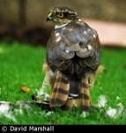 Sparrowhawk