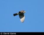 Sparrowhawk