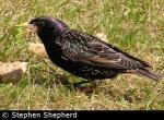 Starling