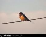 Swallow