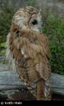 Tawny Owl