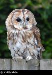 Tawny Owl