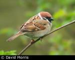 Tree Sparrow