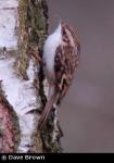 Tree Creeper