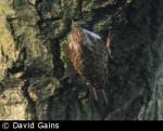 Tree Creeper