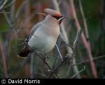 Waxwing