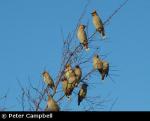 Waxwing